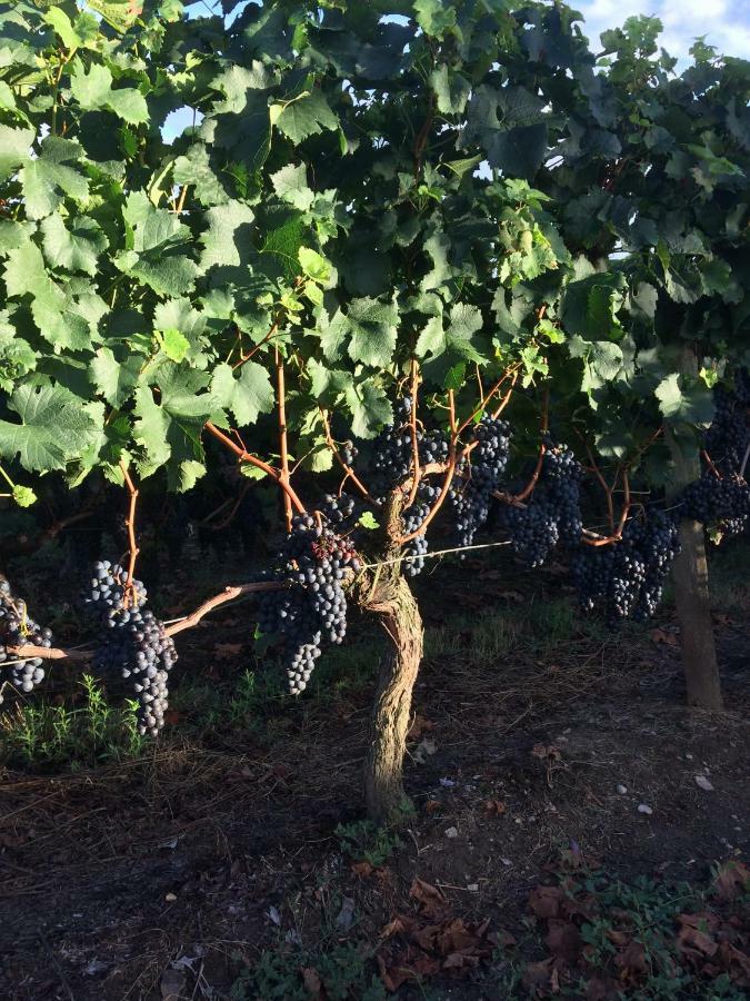 Au Charmant Des Vignes Montagne  Luaran gambar